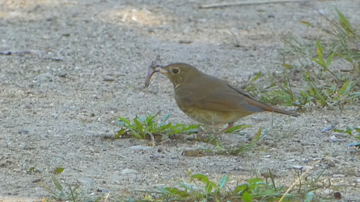 Hermit Thrush - ML609686413