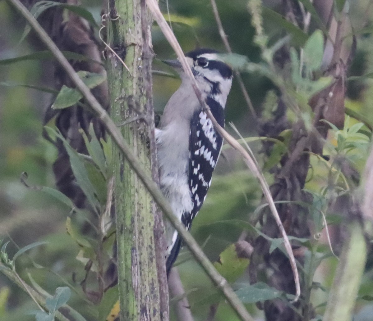 Downy Woodpecker - Daphne Asbell