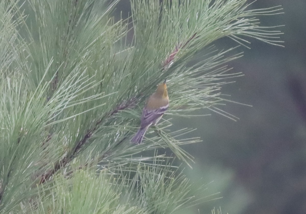 Pine Warbler - Daphne Asbell