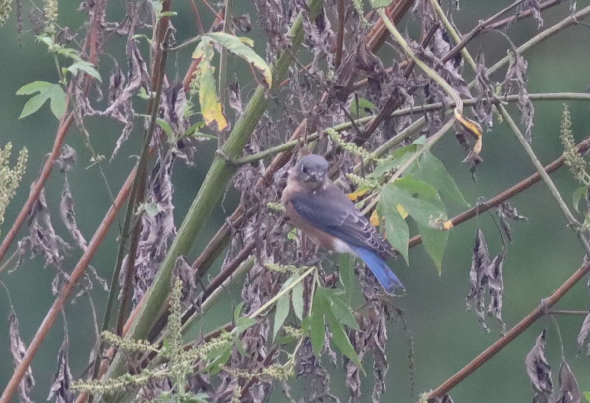 Eastern Bluebird - ML609686430