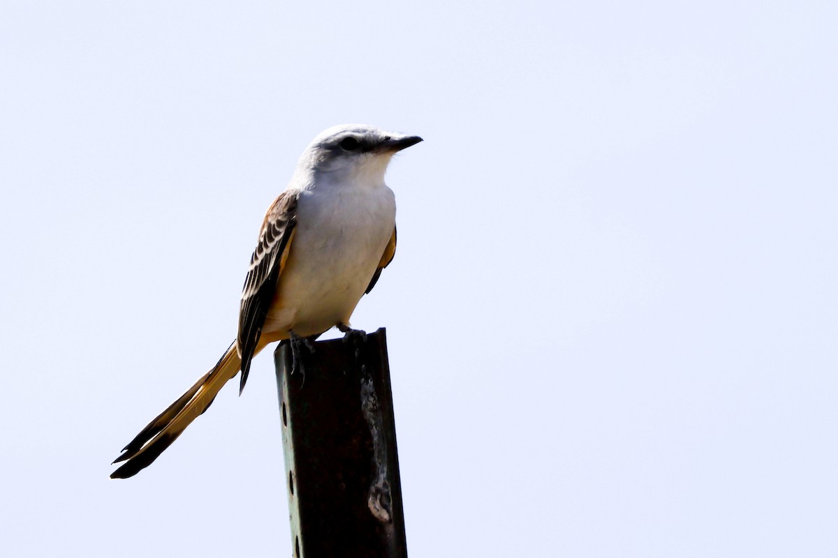 Scissor-tailed Flycatcher - Parker Marsh