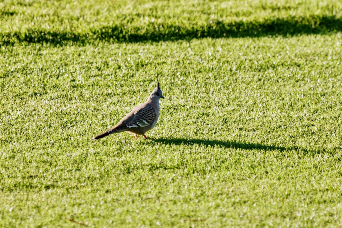 Crested Pigeon - ML609686623