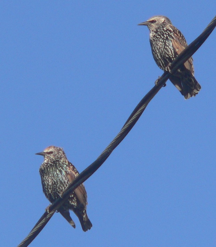 European Starling - ML609686678