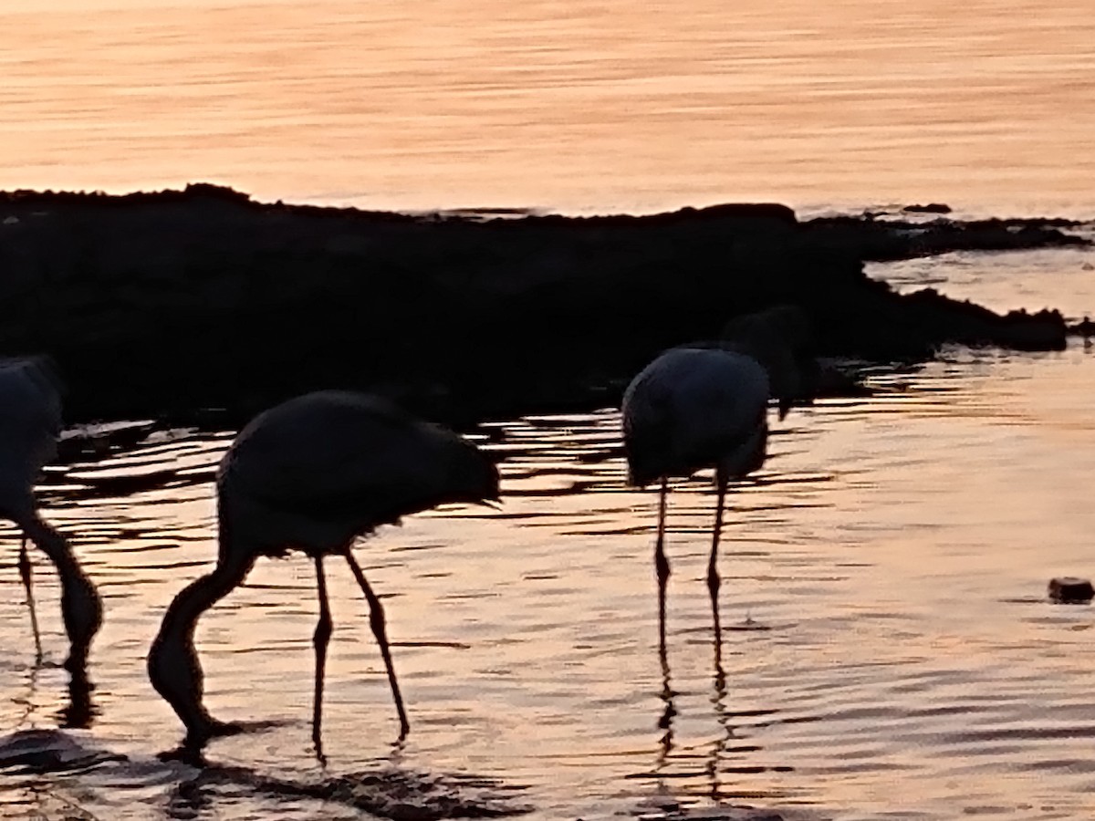 Chilean Flamingo - ML609686868