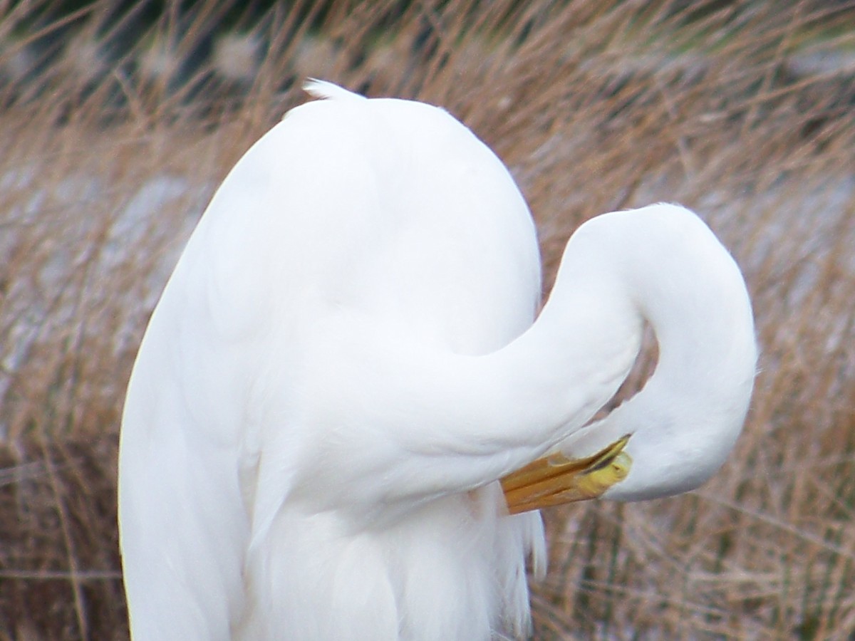 Great Egret - ML609686885