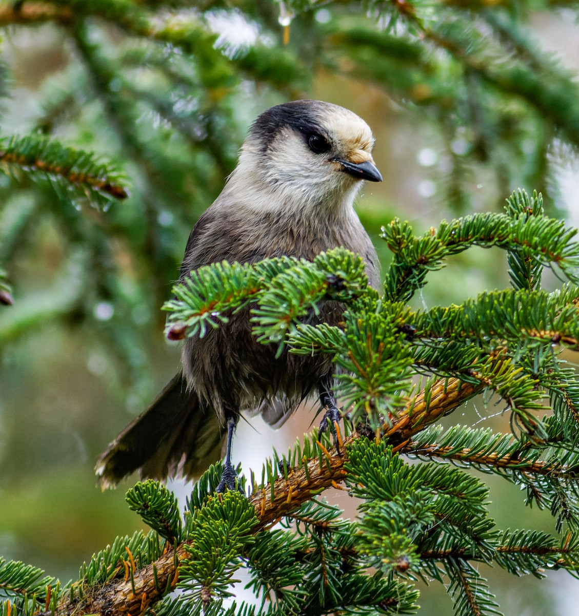 Canada Jay - ML609686941