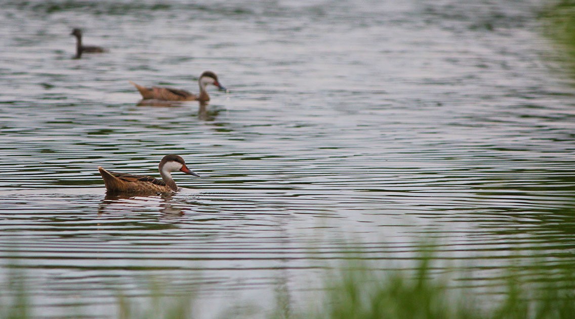 White-cheeked Pintail - ML609687197