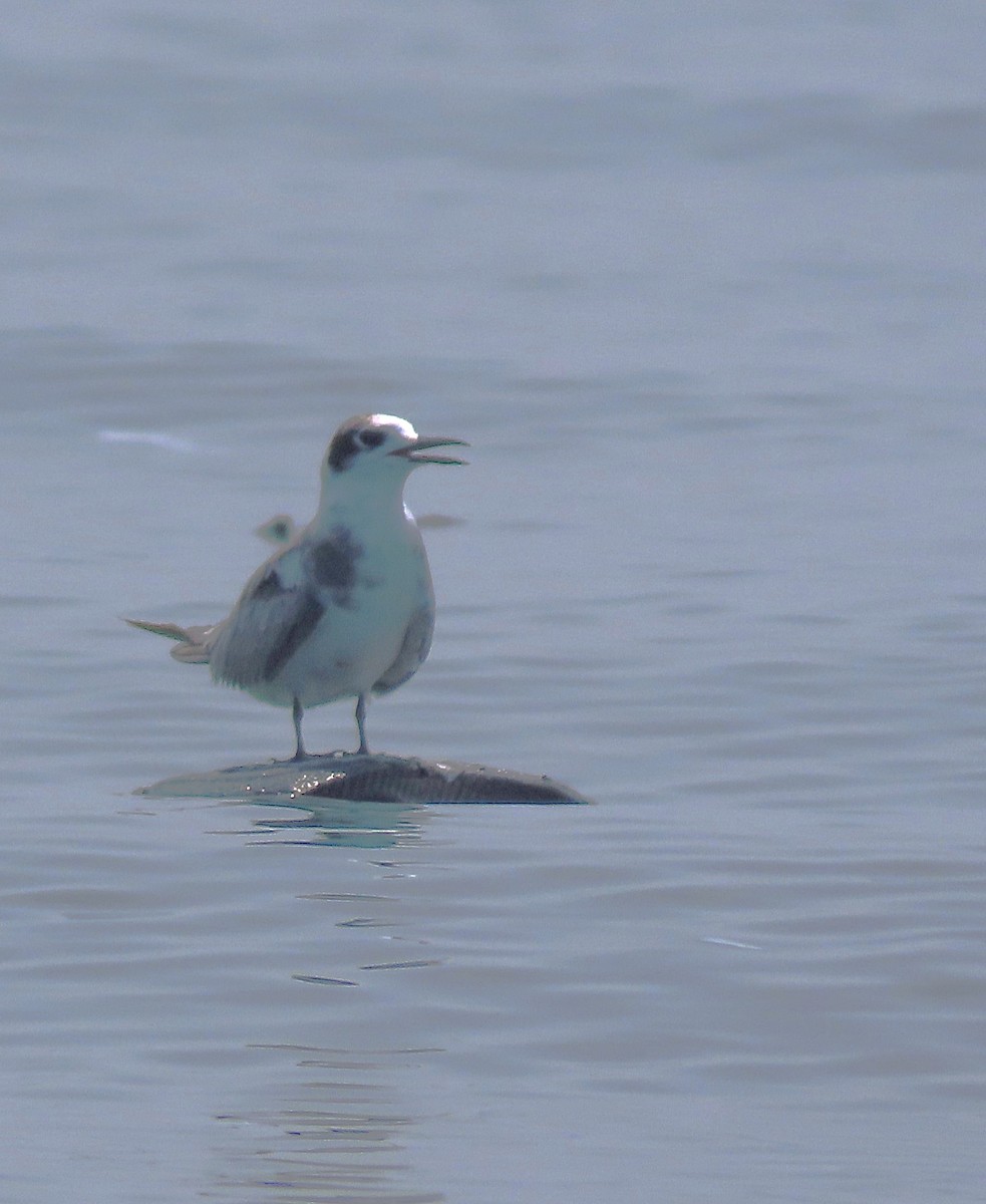 Black Tern - Alfonso Auerbach