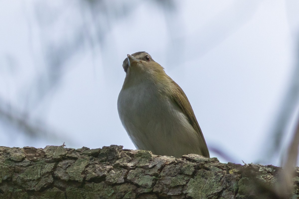 Kızıl Gözlü Vireo - ML609687330