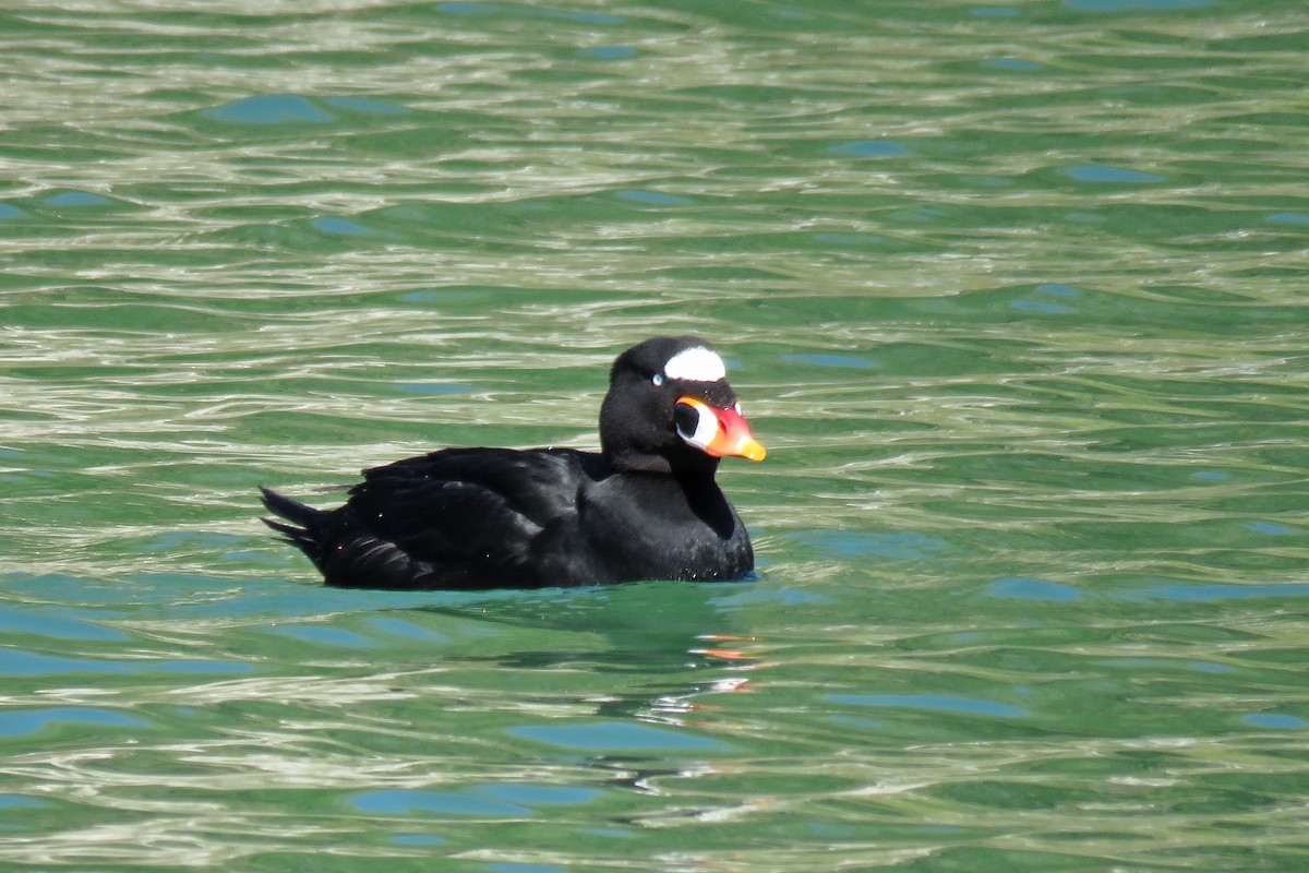 Surf Scoter - ML609687367