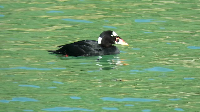 Surf Scoter - ML609687373