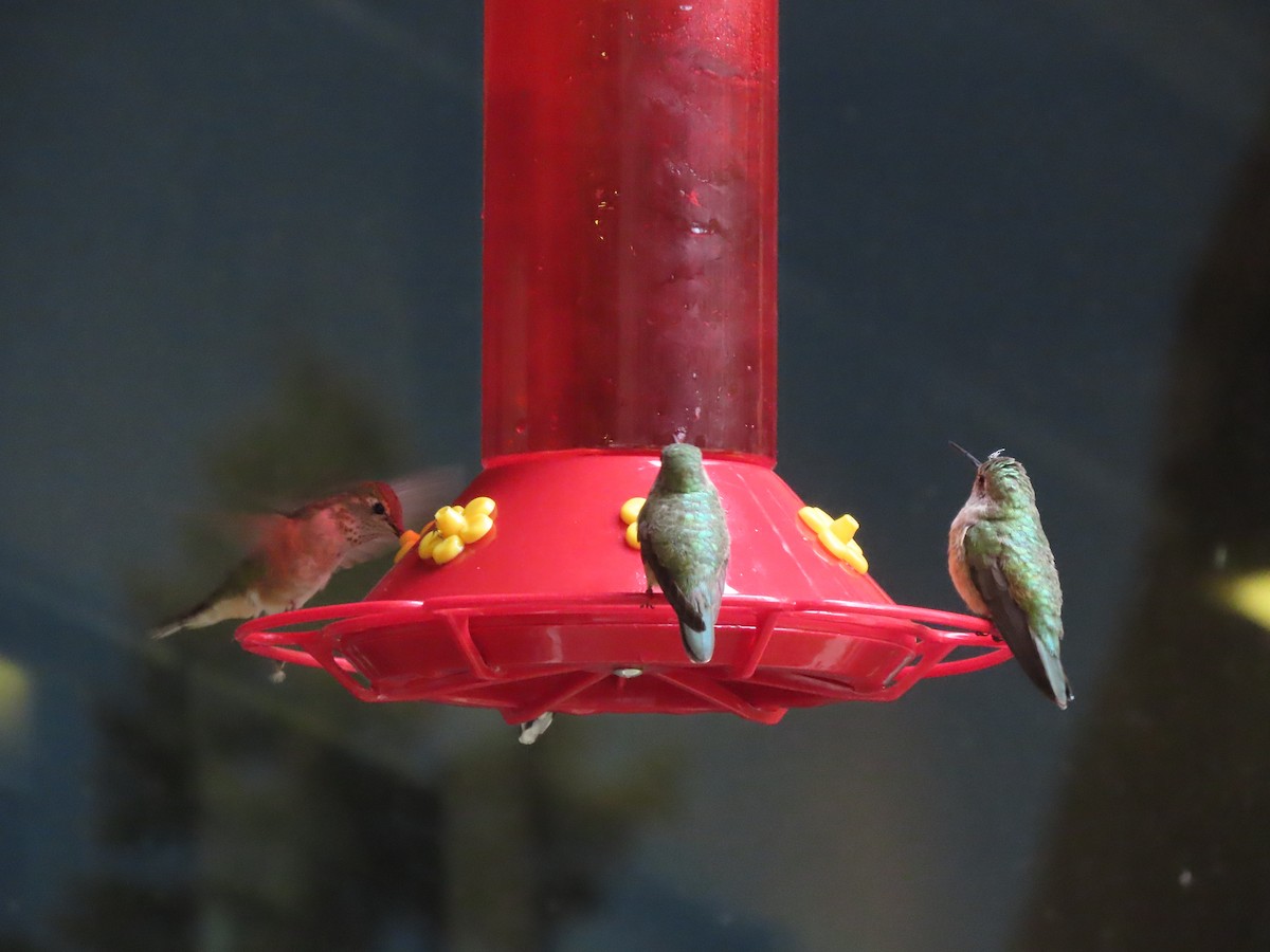 Calliope Hummingbird - ML609687588