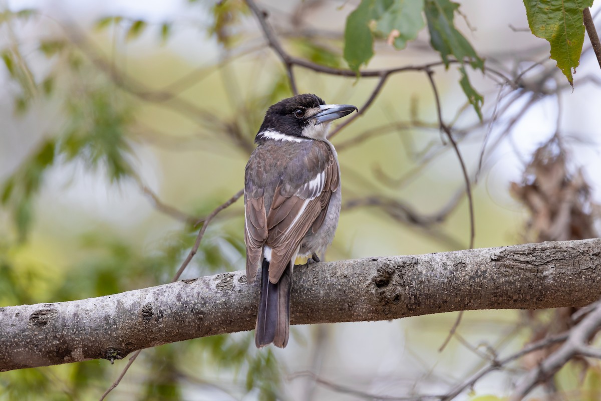 Gray Butcherbird - ML609687596