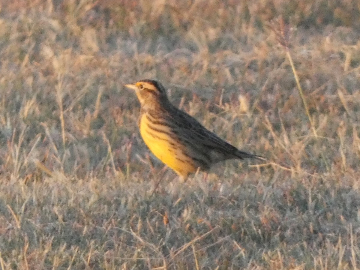 Eastern Meadowlark - ML609687720