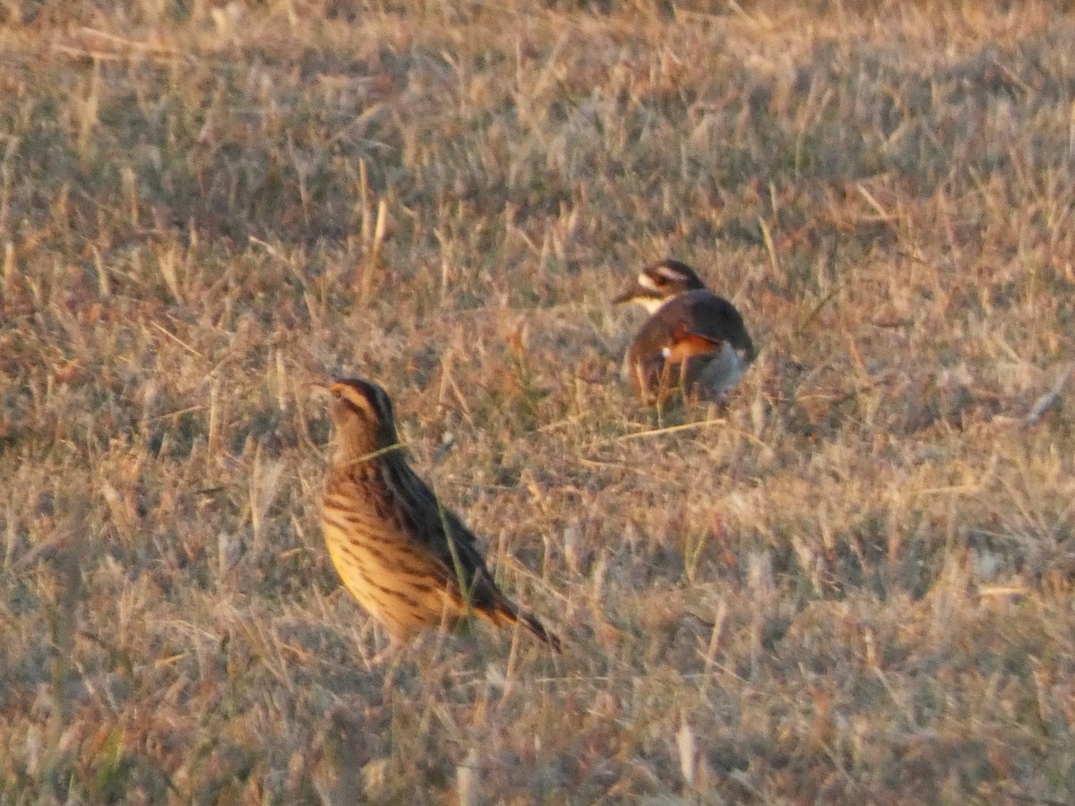 Eastern Meadowlark - Riley Lawson