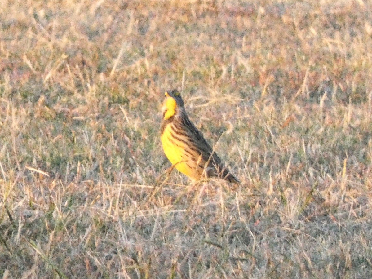 Eastern Meadowlark - ML609687722