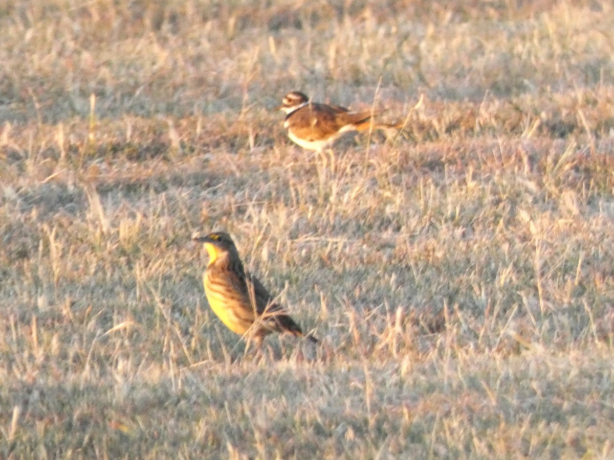 Eastern Meadowlark - ML609687723