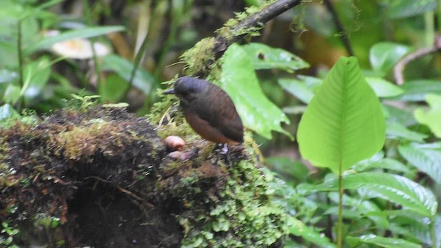 Moustached Antpitta - ML609687787