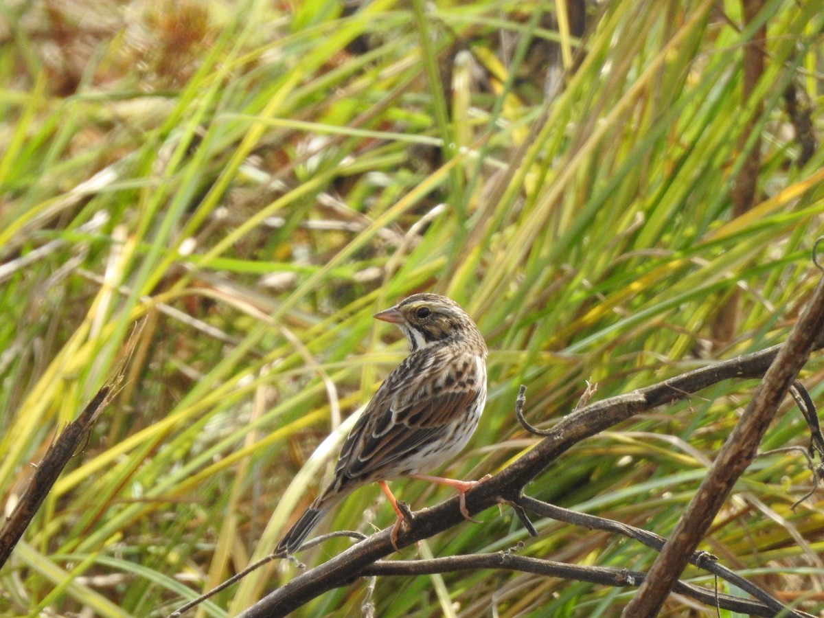Savannah Sparrow - ML609687866