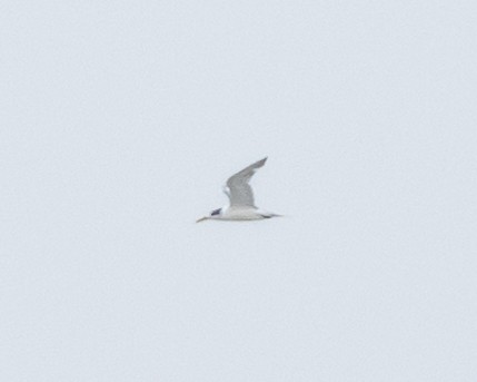Great Crested Tern - ML609687881