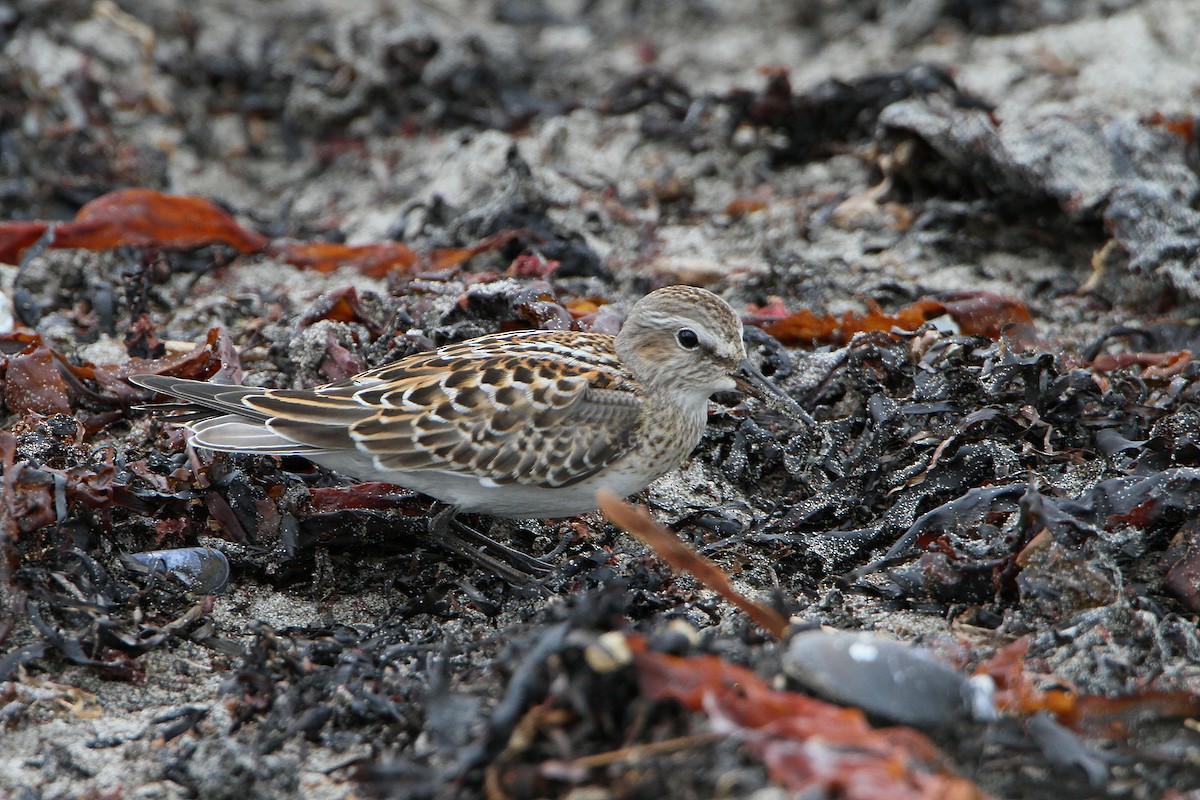 White-rumped Sandpiper - ML609687939