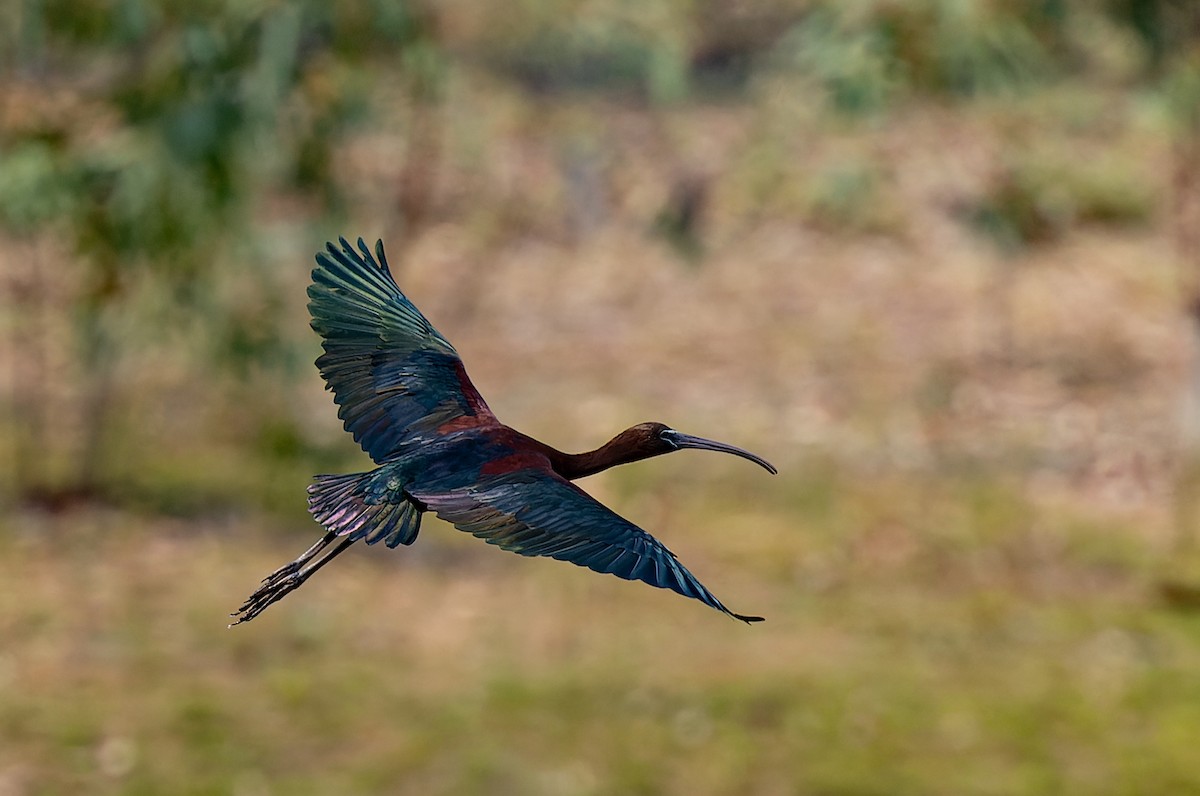 ibis hnědý - ML609688241