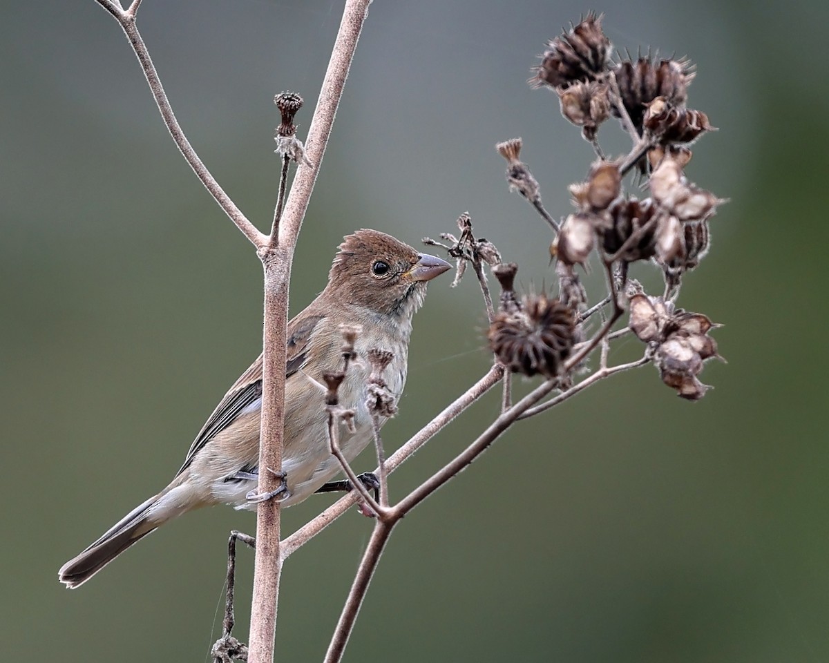 Indigo Bunting - Tom Murray