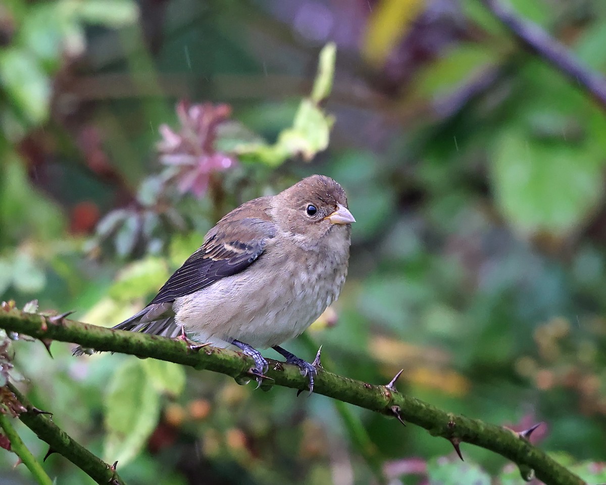 Indigo Bunting - Tom Murray