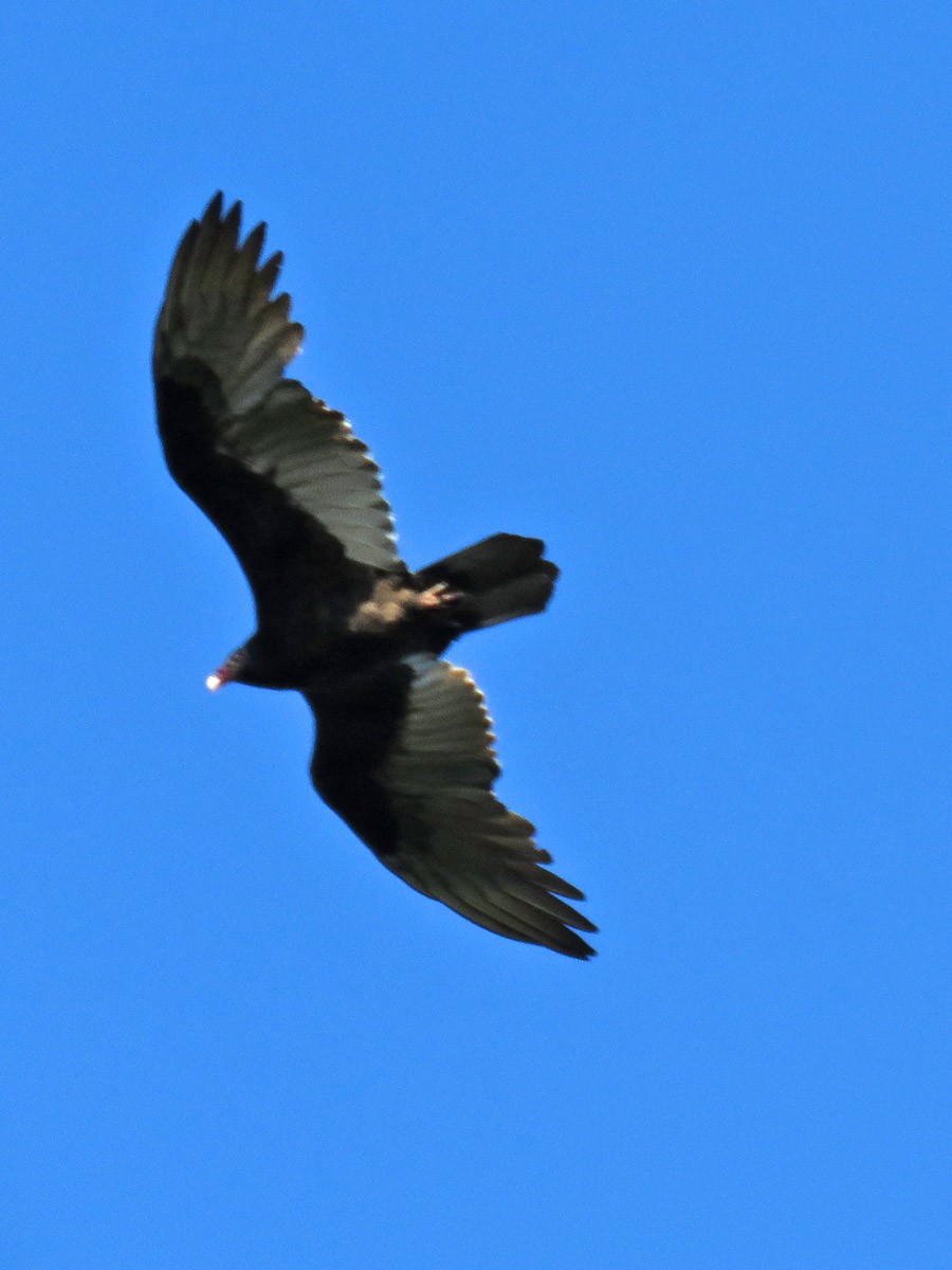 Turkey Vulture - ML609688475