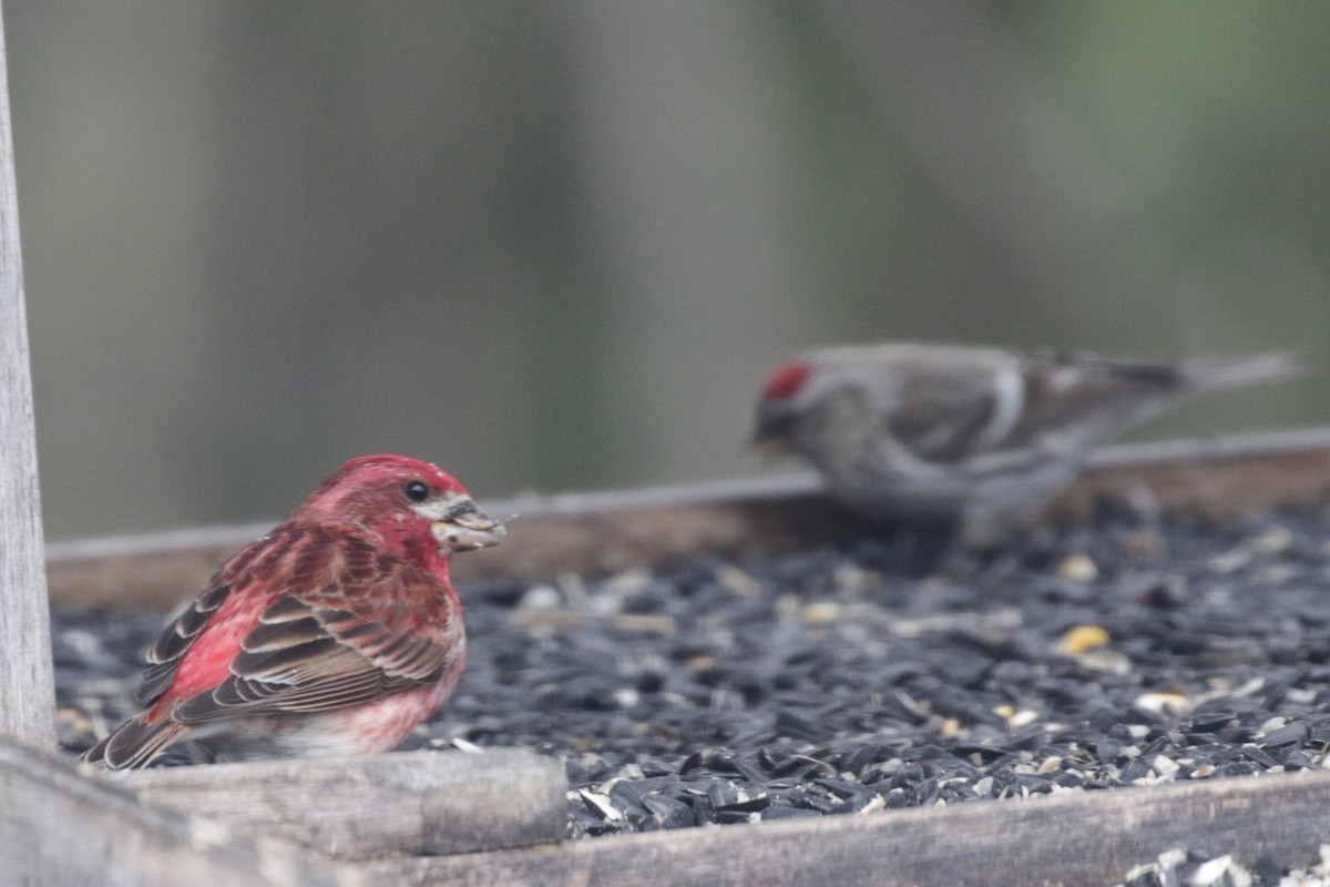 Purple Finch - ML609688595