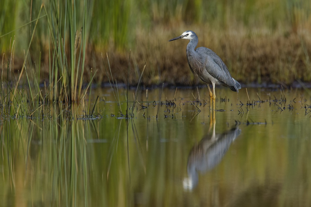 White-faced Heron - ML609688693