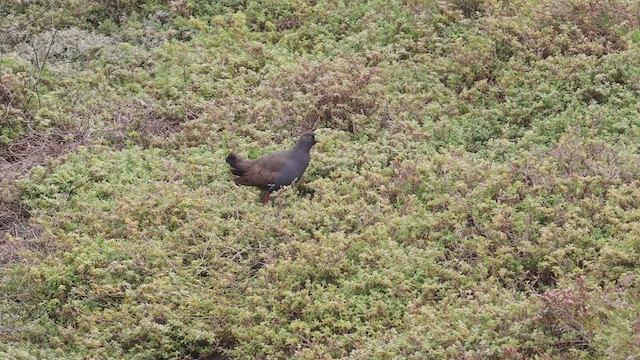 Gallinule aborigène - ML609688698