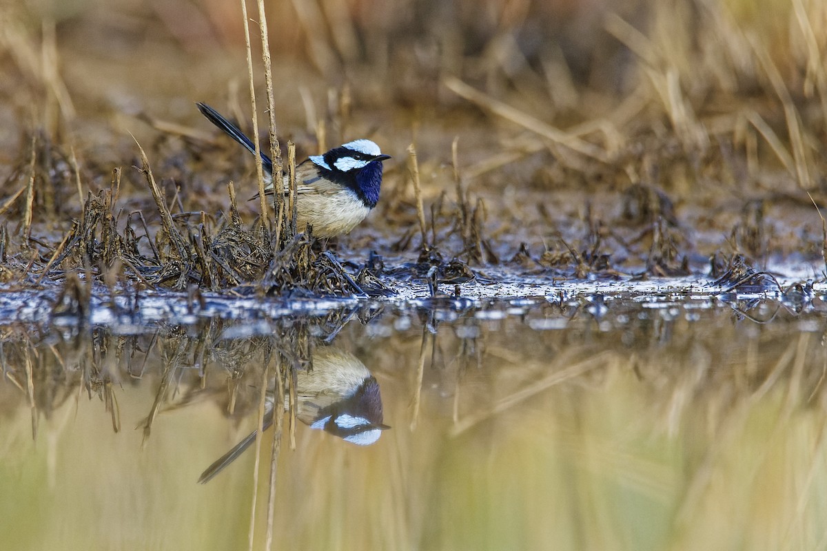 Superb Fairywren - ML609688699