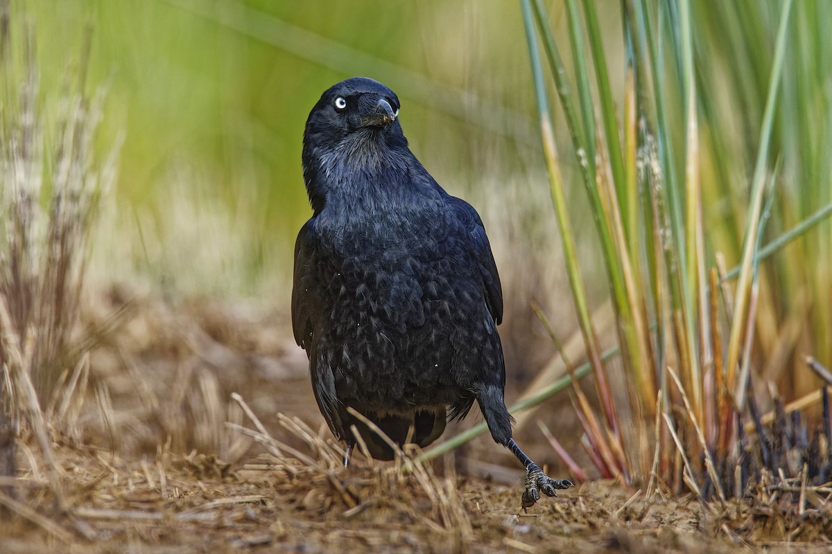 Little Raven - ML609688703