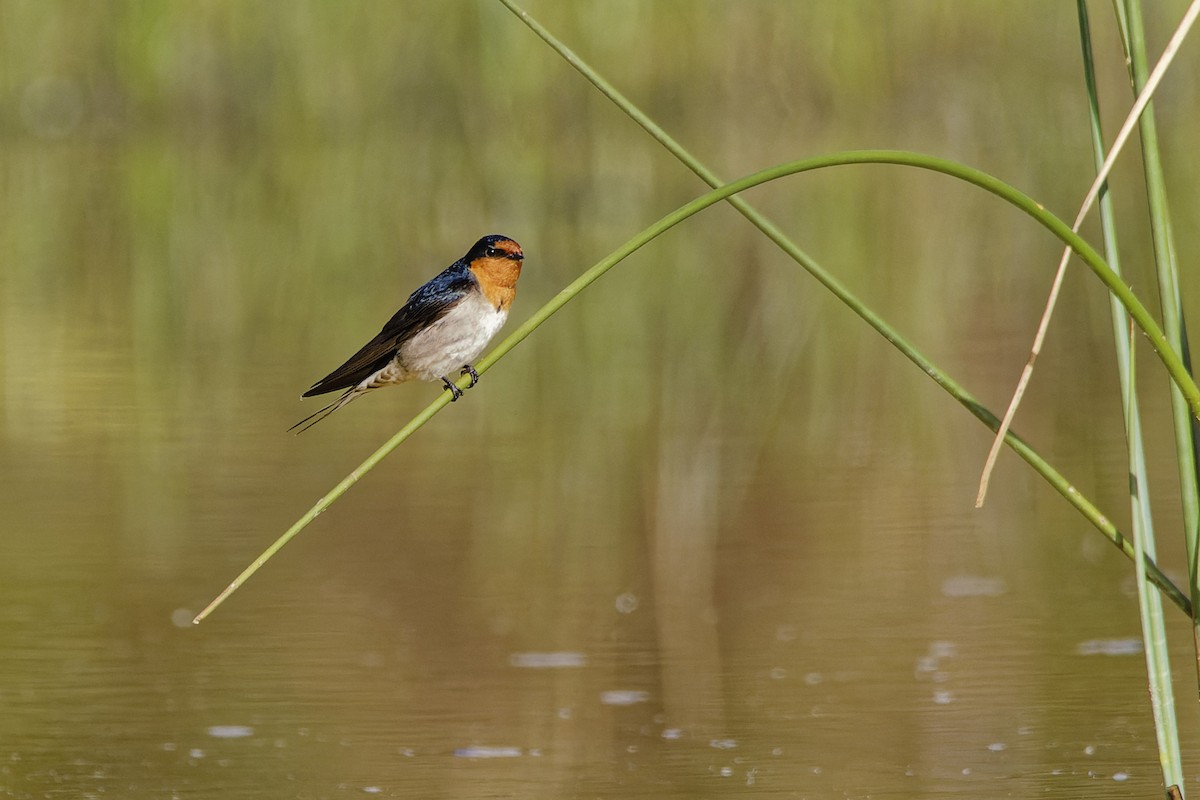 Welcome Swallow - ML609688709