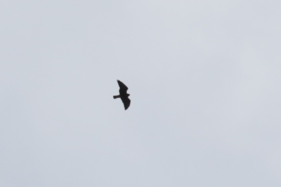 Swainson's Hawk - ML609688718