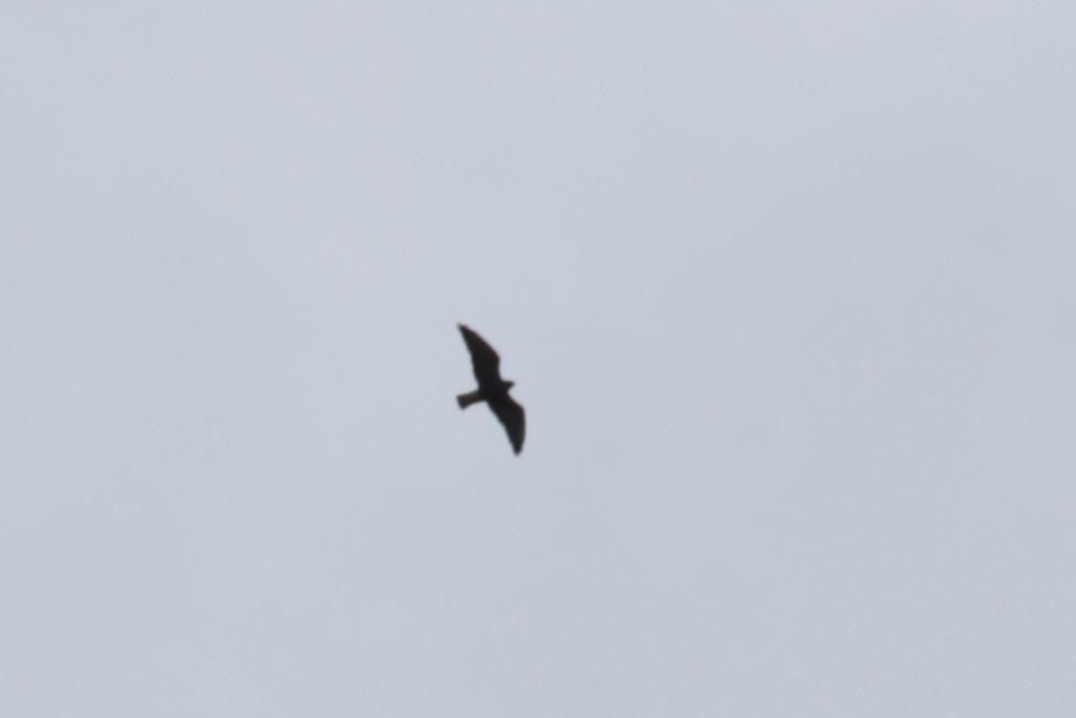 Swainson's Hawk - ML609688725