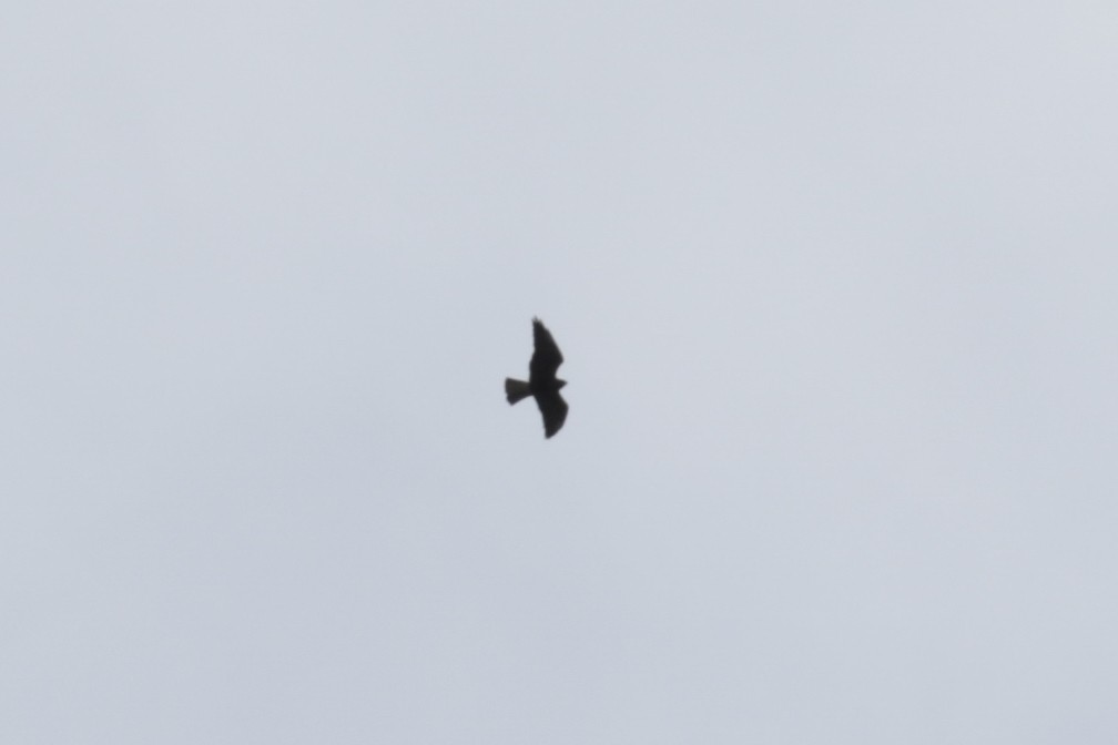 Swainson's Hawk - ML609688726