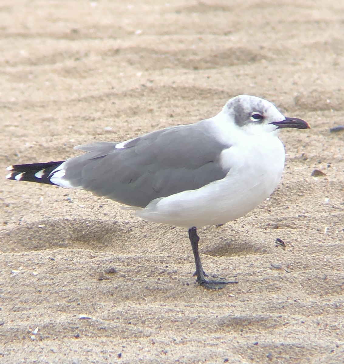 Laughing Gull - ML609688764