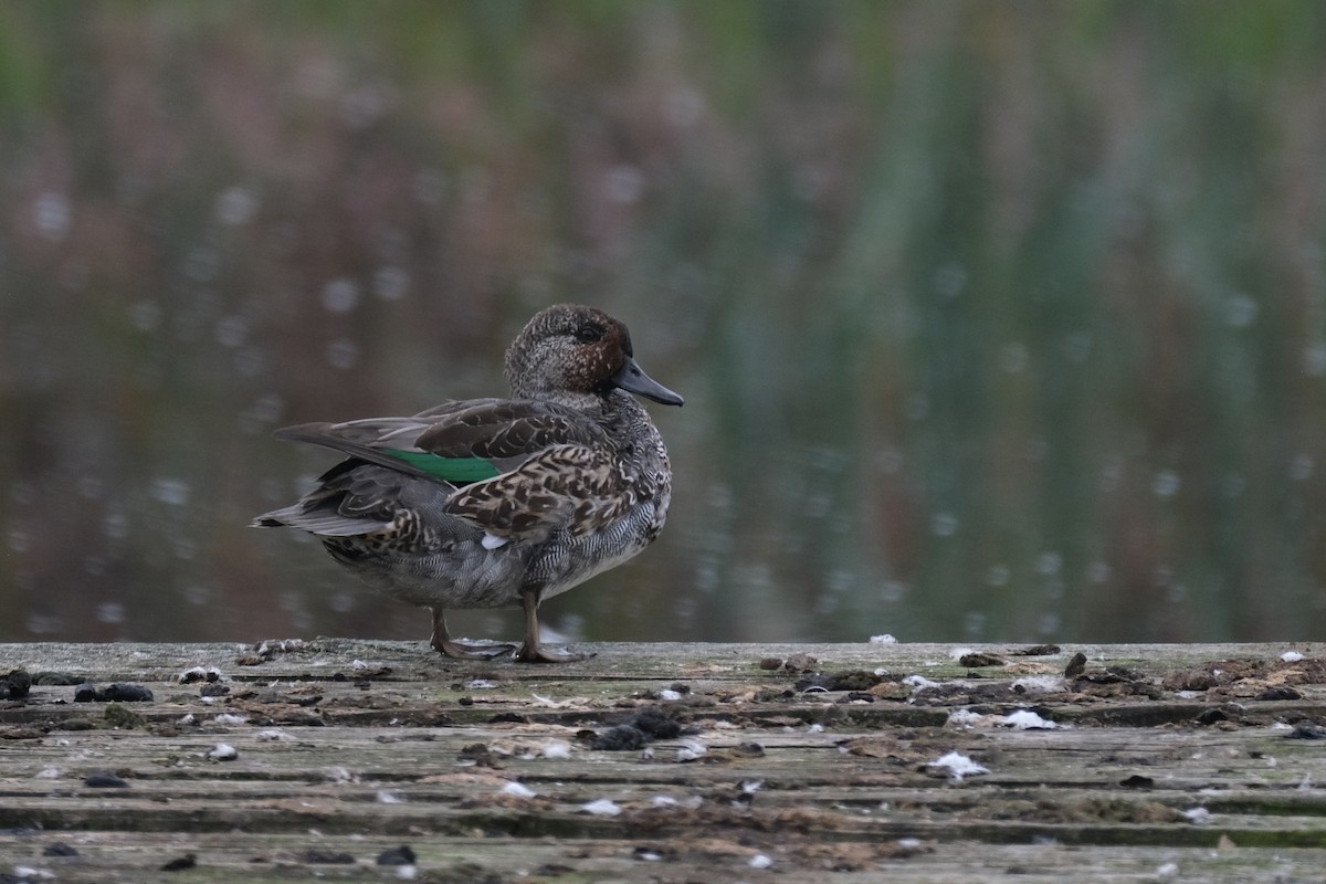 Green-winged Teal - Austin C & Haocong R