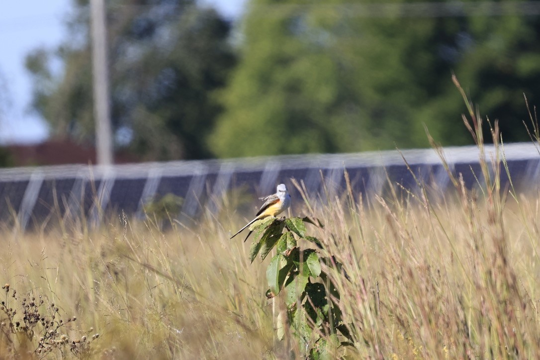 Scissor-tailed Flycatcher - ML609688836