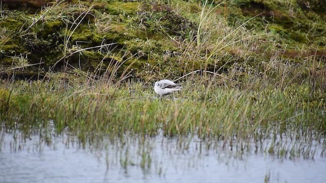 polarsvømmesnipe - ML609688945