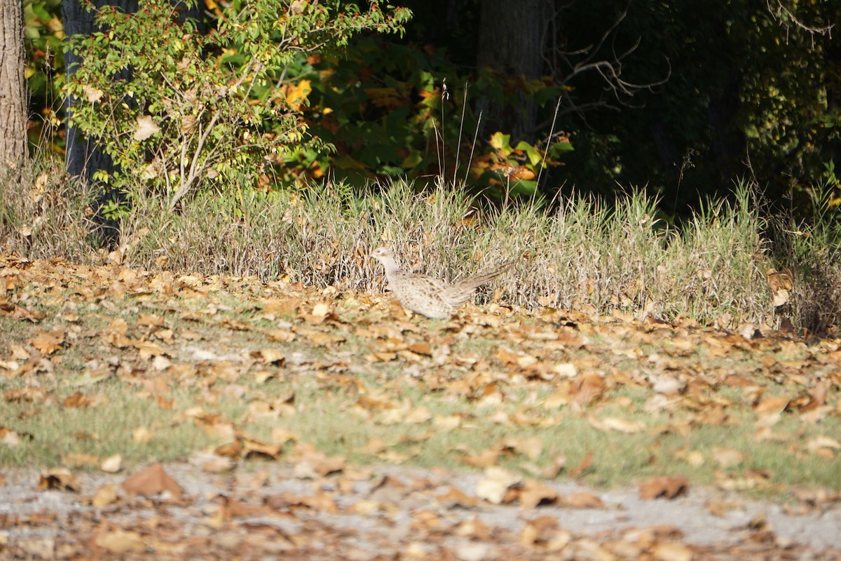 Ring-necked Pheasant - ML609688952