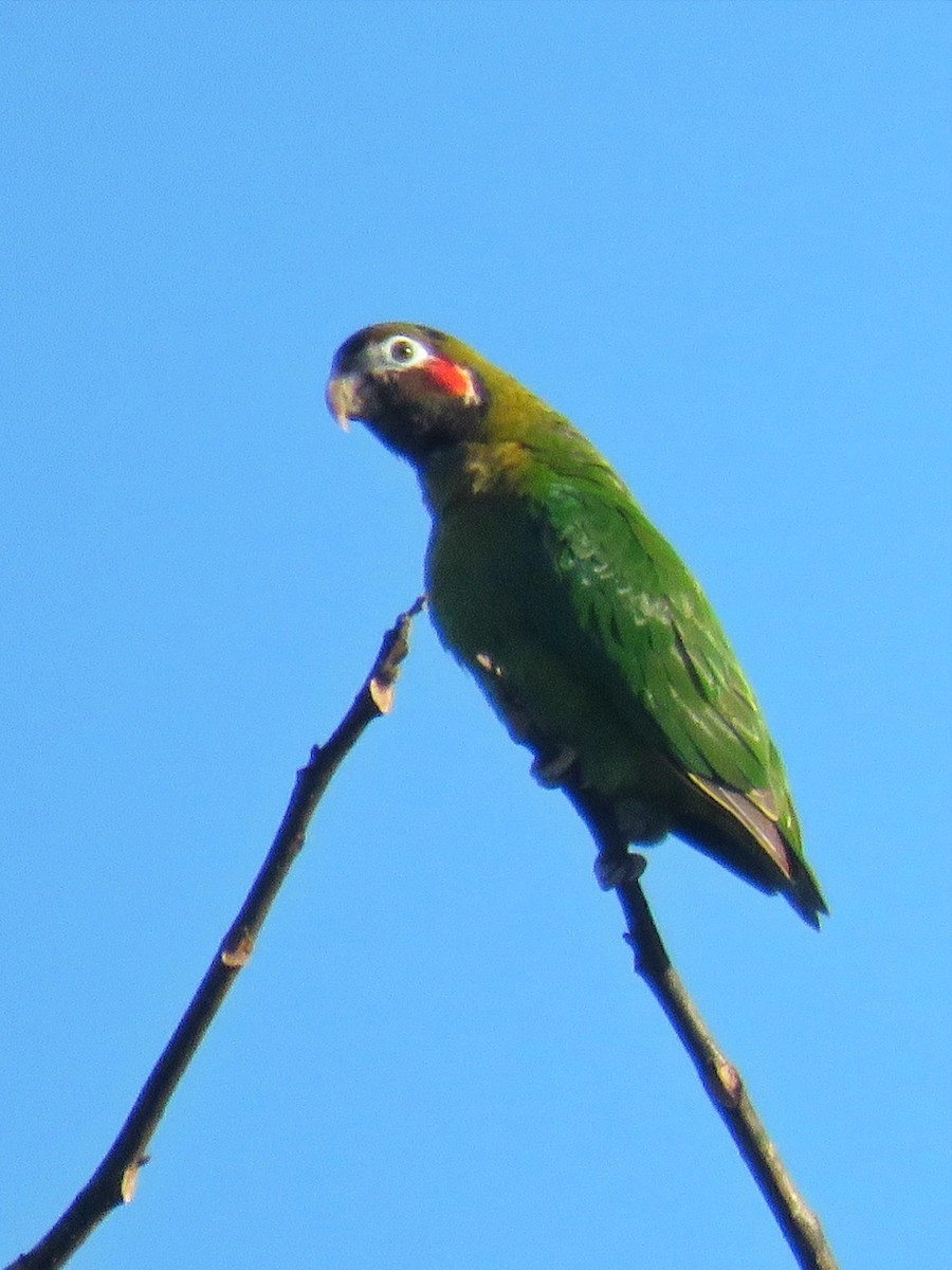 Brown-hooded Parrot - ML609688998