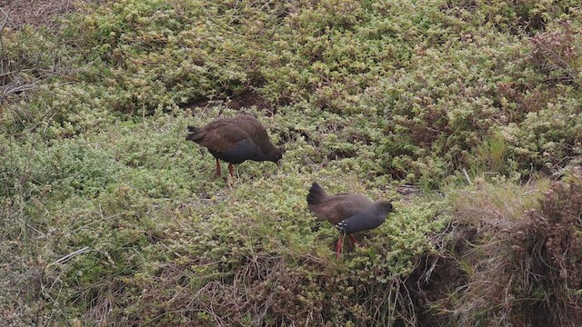 Gallinule aborigène - ML609689056