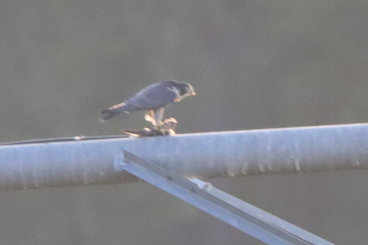 Peregrine Falcon - ML609689113
