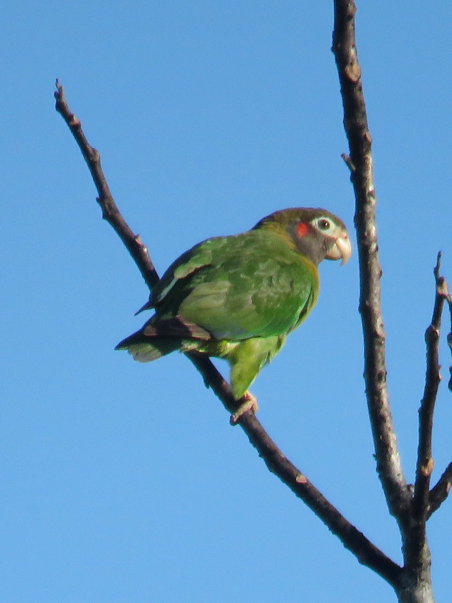 Brown-hooded Parrot - ML609689175