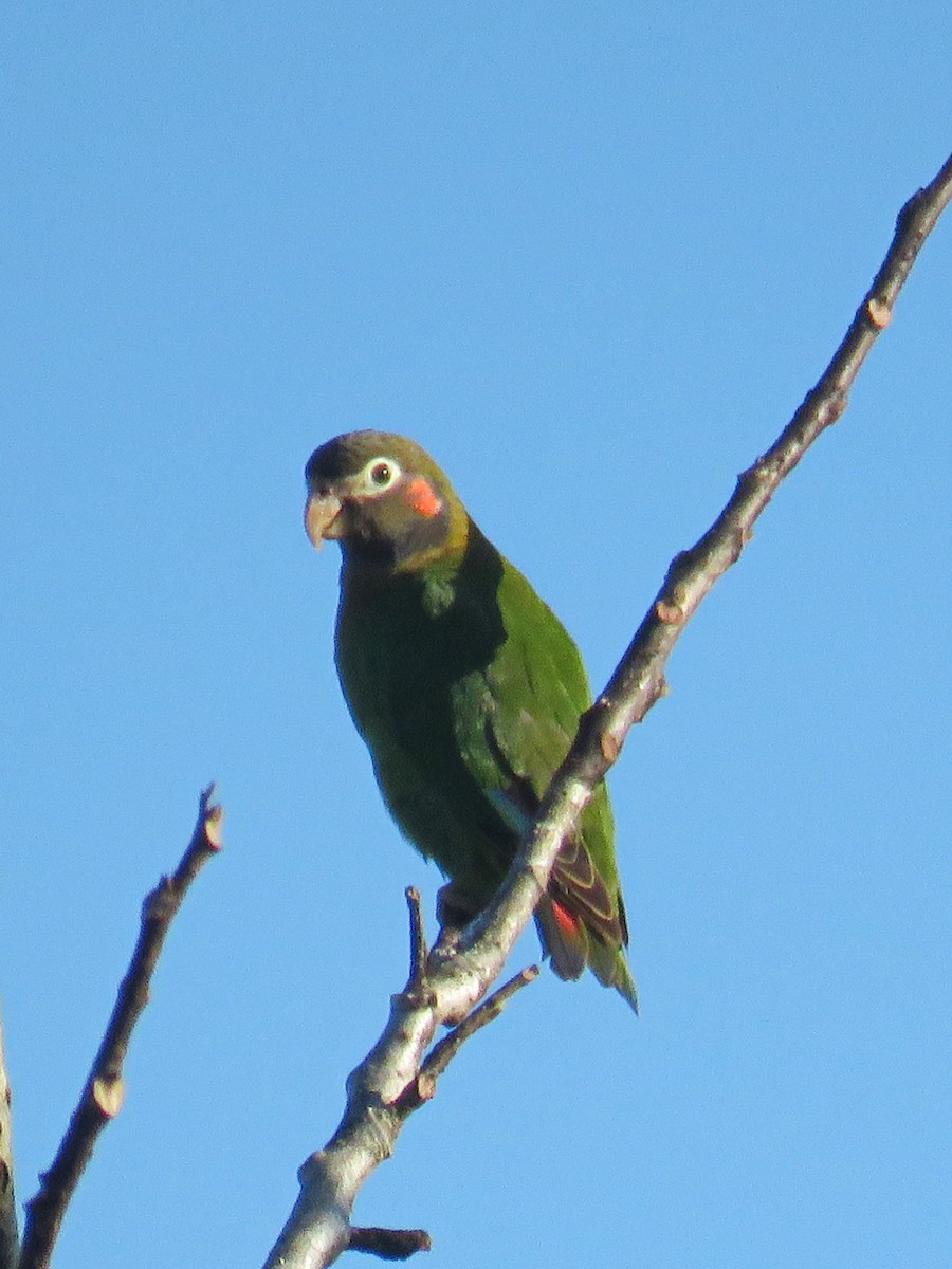 Brown-hooded Parrot - ML609689306