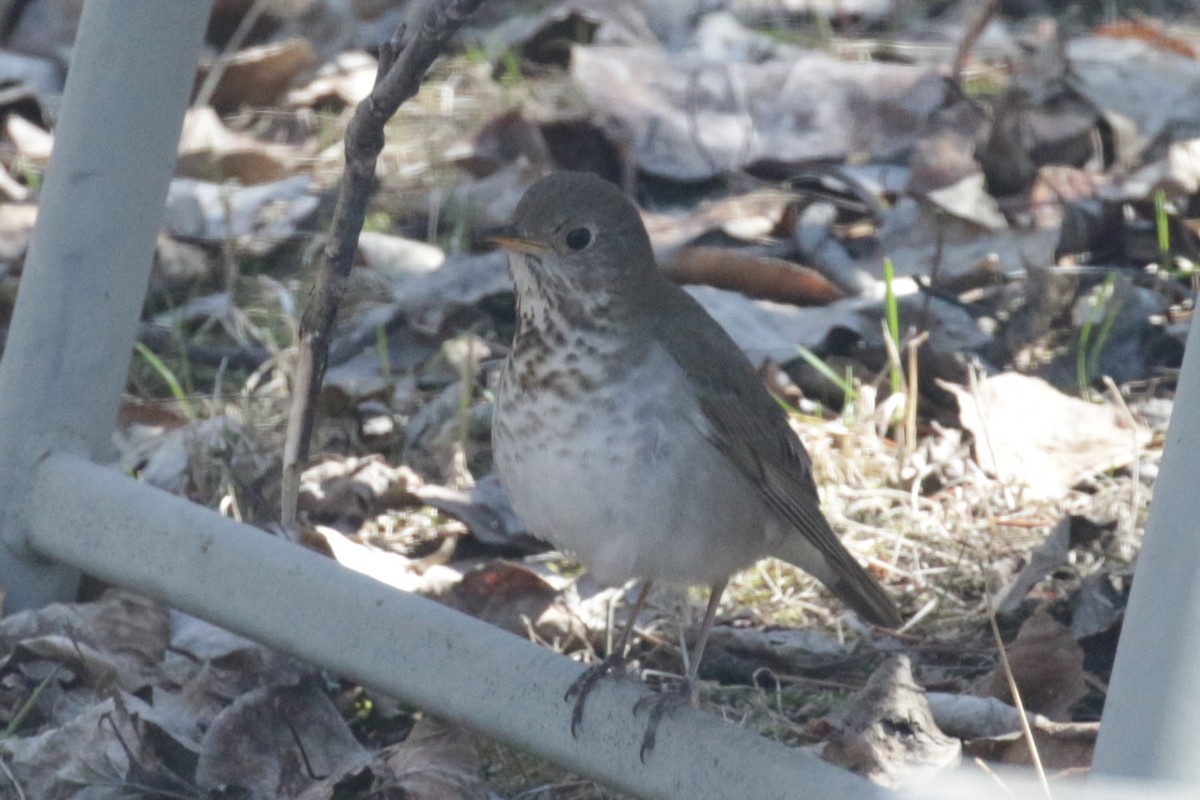 Gray-cheeked Thrush - ML609689366