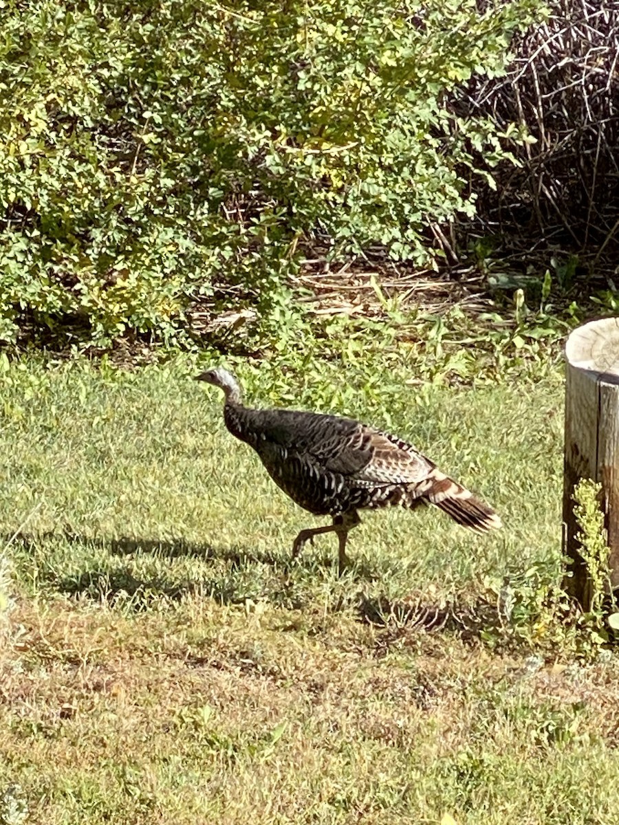 Wild Turkey - Kim Harrison